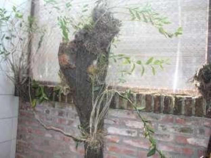 אובוד Mandia Bungalows מראה חיצוני תמונה